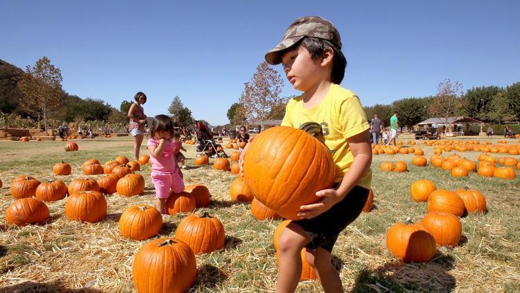 parkway pumpkin patch